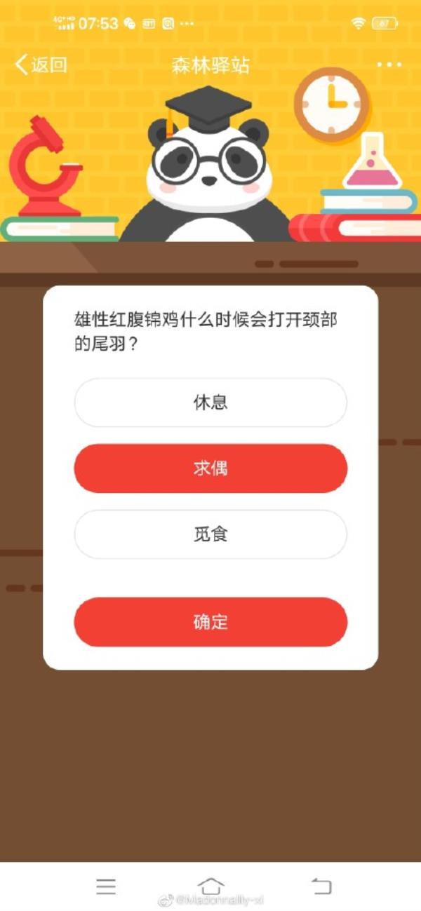 微博森林驿站雄性红腹锦鸡什么时候会打开颈部的尾羽