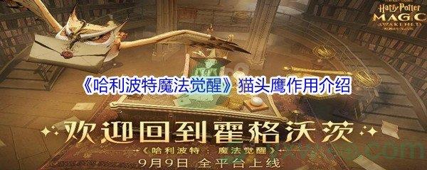 哈利波特魔法觉醒猫头鹰作用介绍